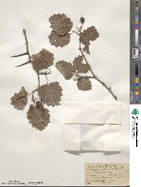 Crataegus mollis image