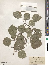 Crataegus mollis image