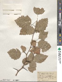 Crataegus mollis image