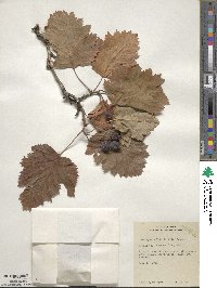 Crataegus mollis image