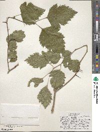 Crataegus mollis image