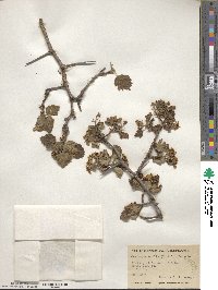 Crataegus mollis image