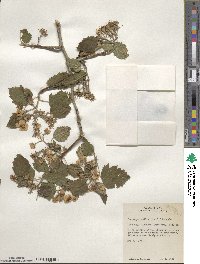 Crataegus mollis image