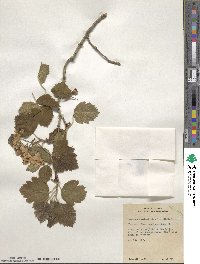 Crataegus mollis image