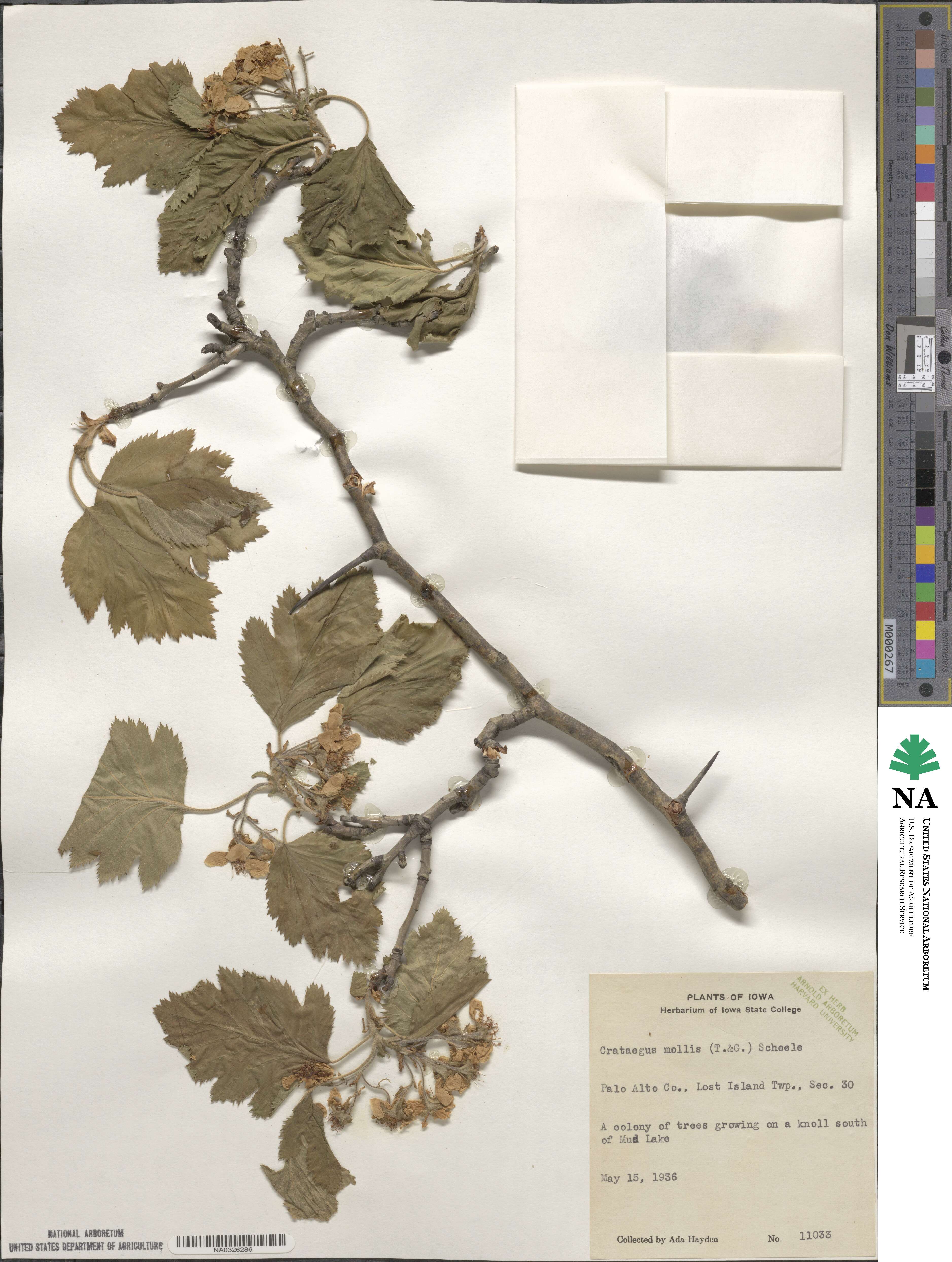 Crataegus mollis image