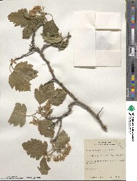 Crataegus mollis image