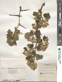 Crataegus mollis image