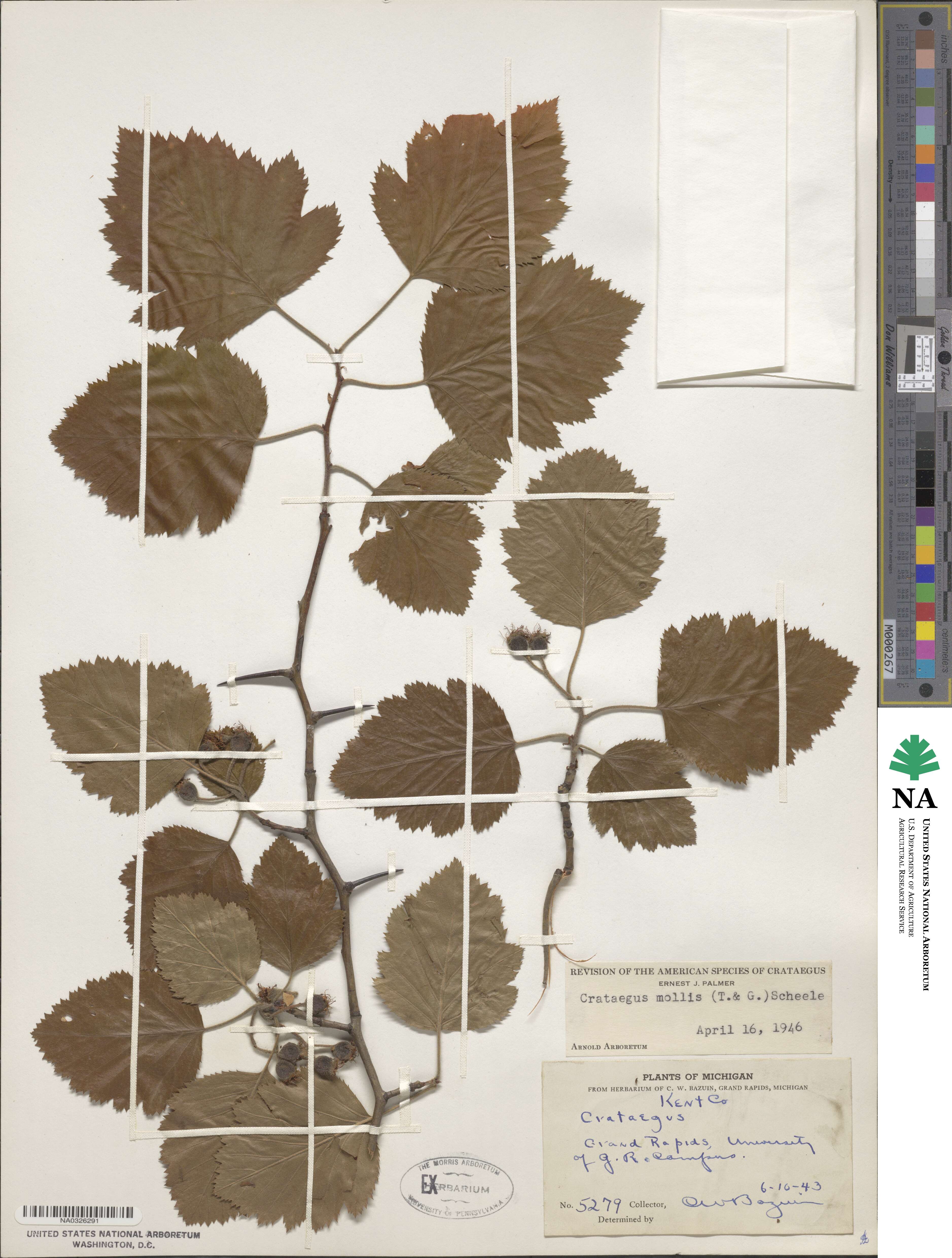 Crataegus mollis image