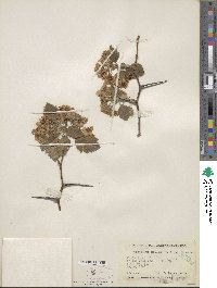 Crataegus mollis image