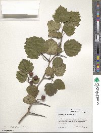 Crataegus mollis image