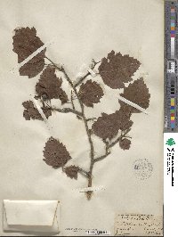 Crataegus mollis image