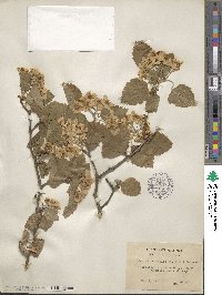 Crataegus mollis image