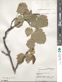 Crataegus mollis image