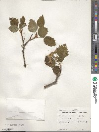 Crataegus mollis image