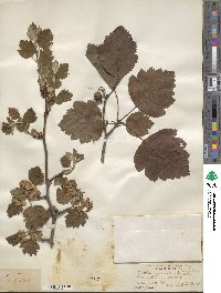 Crataegus mollis image