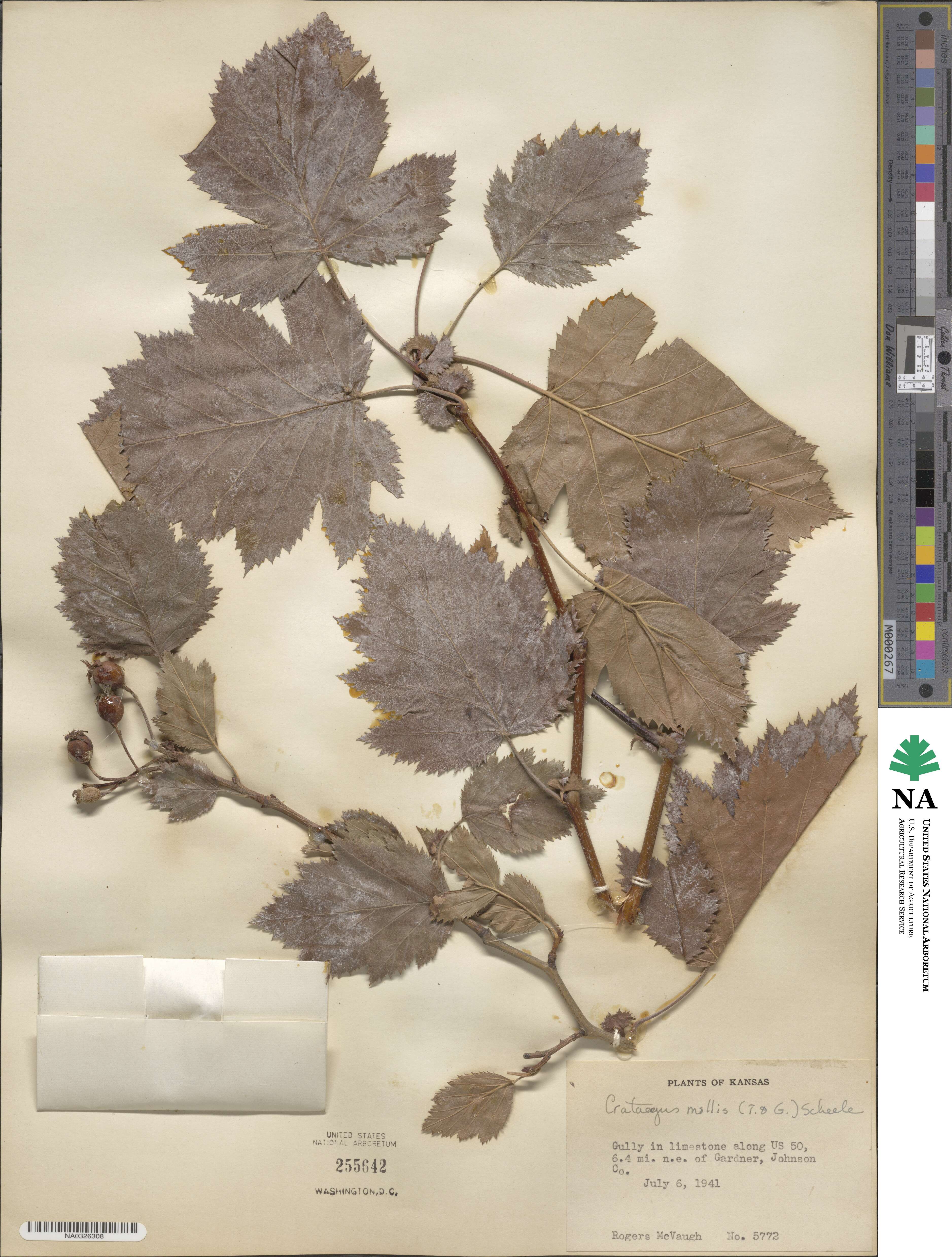 Crataegus mollis image