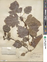 Crataegus mollis image