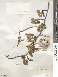 Crataegus mollis image