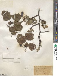 Crataegus mollis image