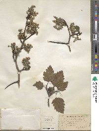 Crataegus mollis image