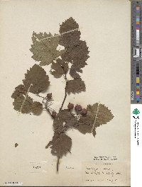 Crataegus mollis image