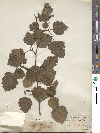 Crataegus mollis image