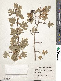 Crataegus monogyna image