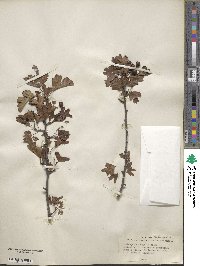 Crataegus monogyna image