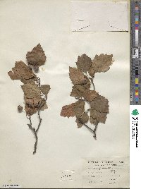 Crataegus intricata image