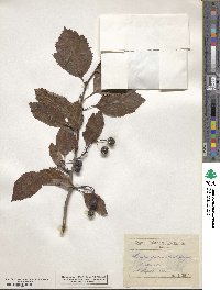 Crataegus nitida image