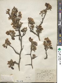 Crataegus mollis image