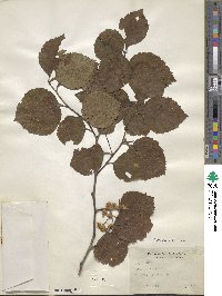 Crataegus calpodendron image