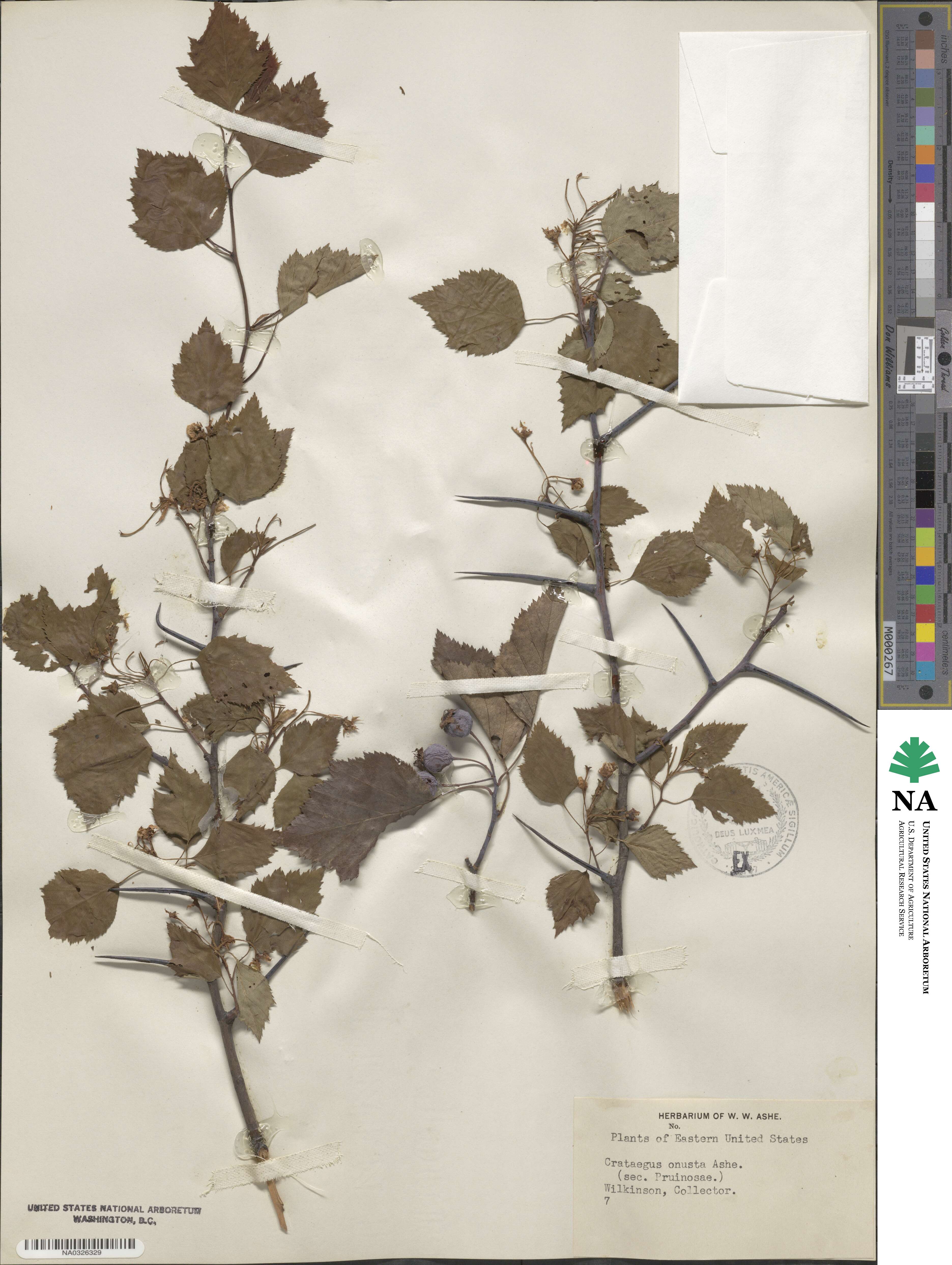 Crataegus onusta image