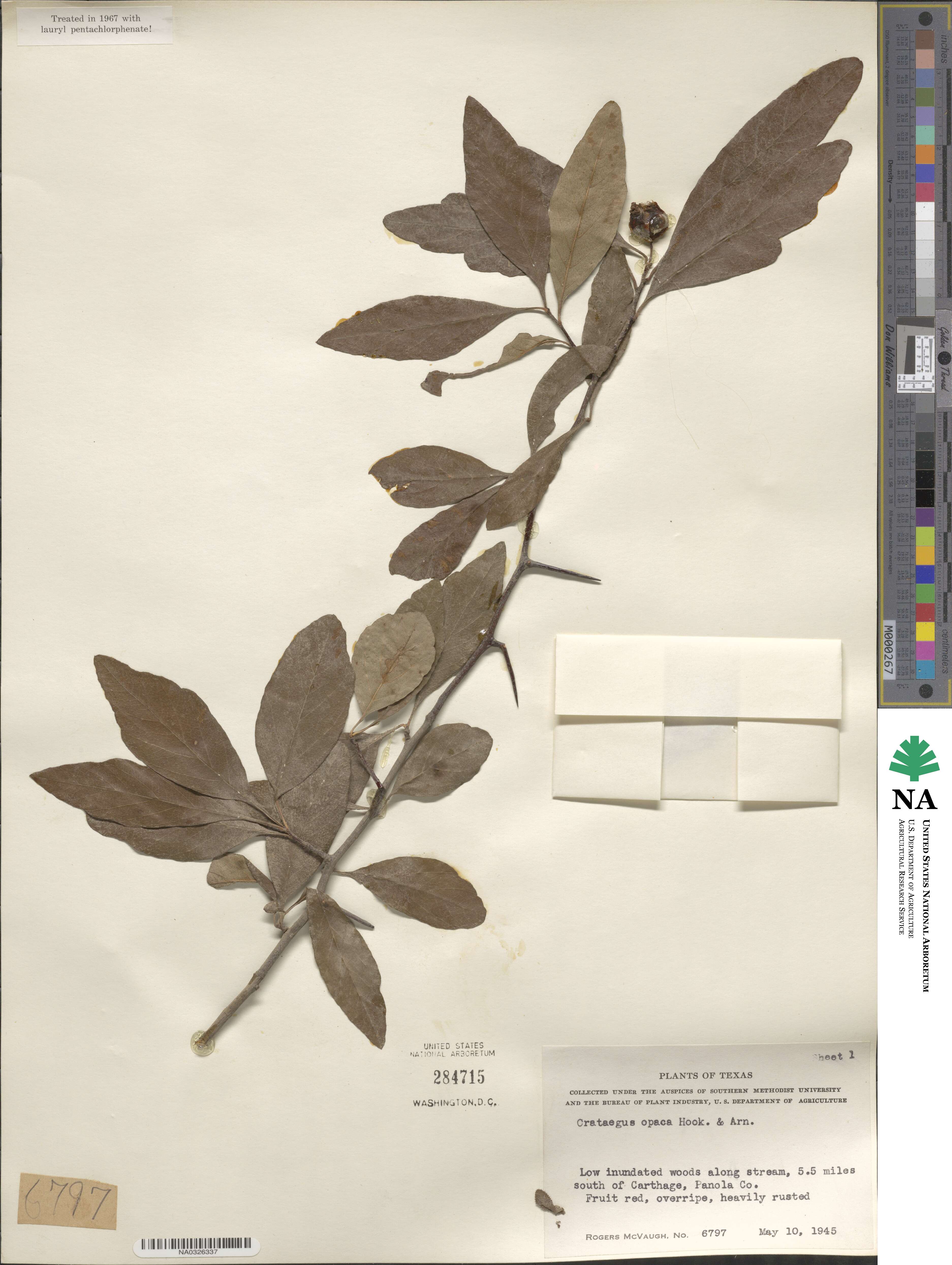 Crataegus opaca image