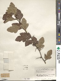 Crataegus opaca image