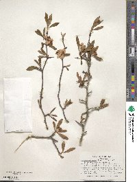 Crataegus opaca image