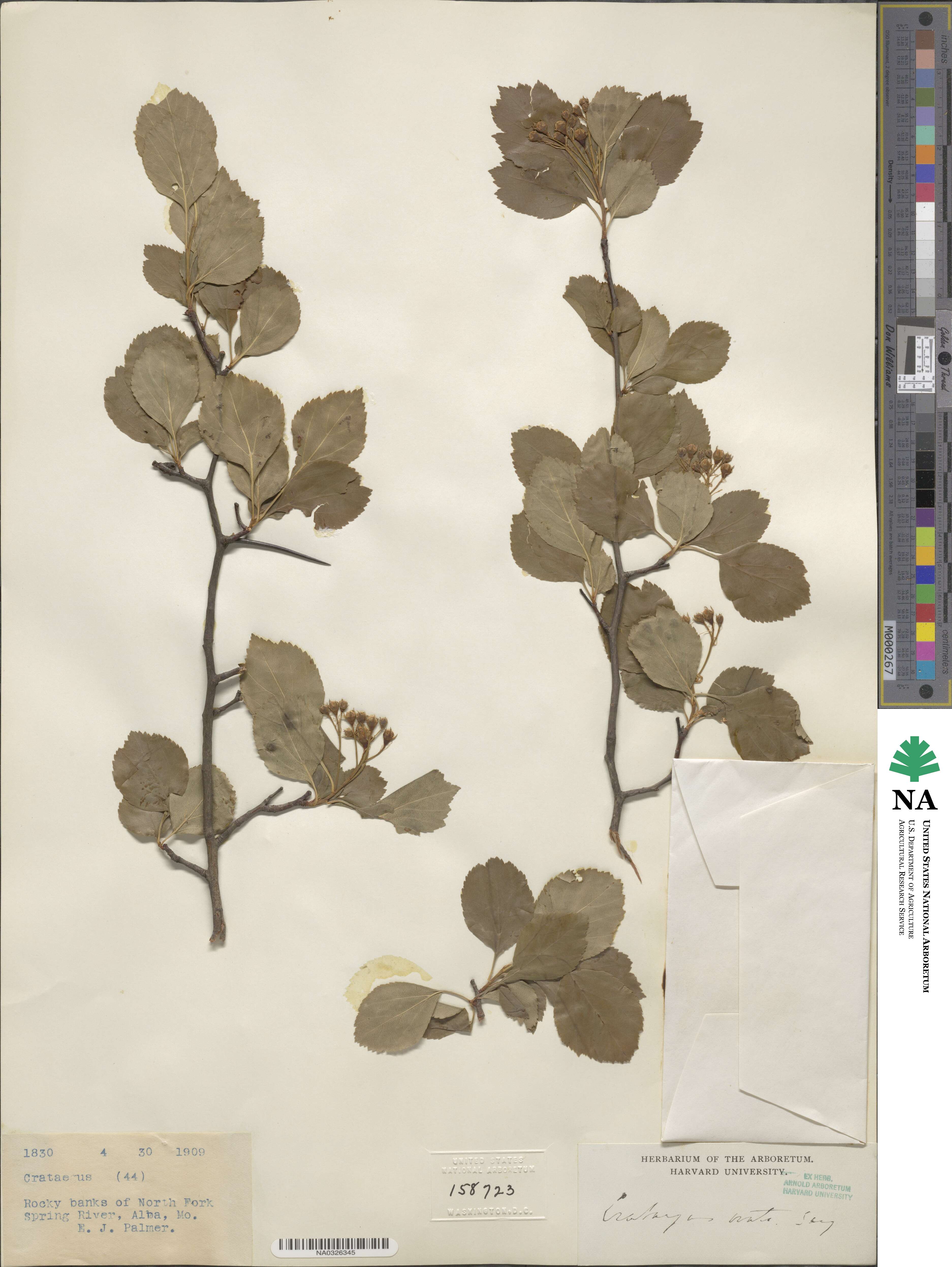 Crataegus ovata image