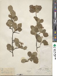Crataegus ovata image