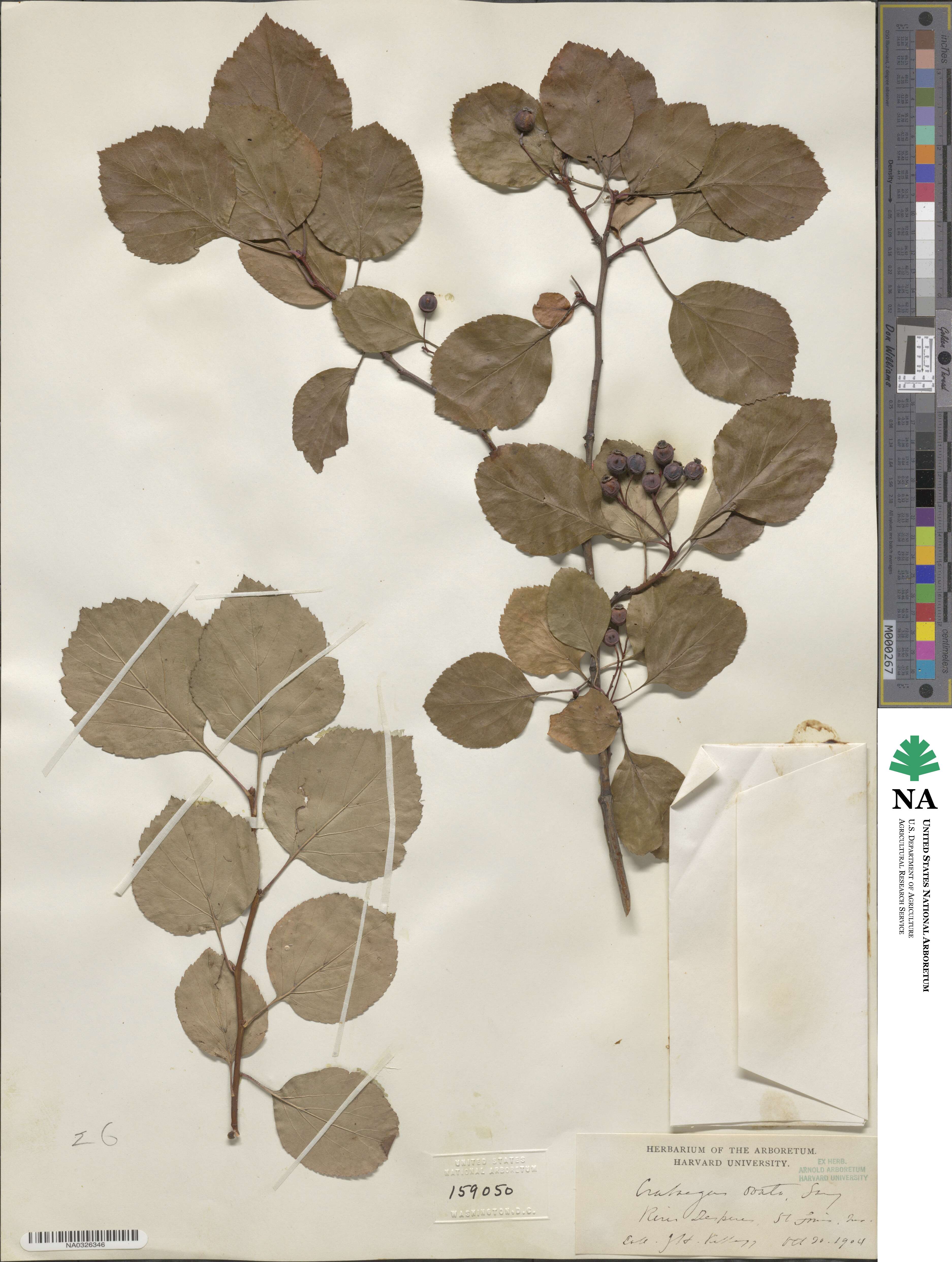 Crataegus ovata image