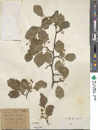 Crataegus ovata image