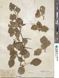 Crataegus ovata image