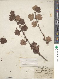 Crataegus oxyacantha image