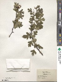 Crataegus oxyacantha image