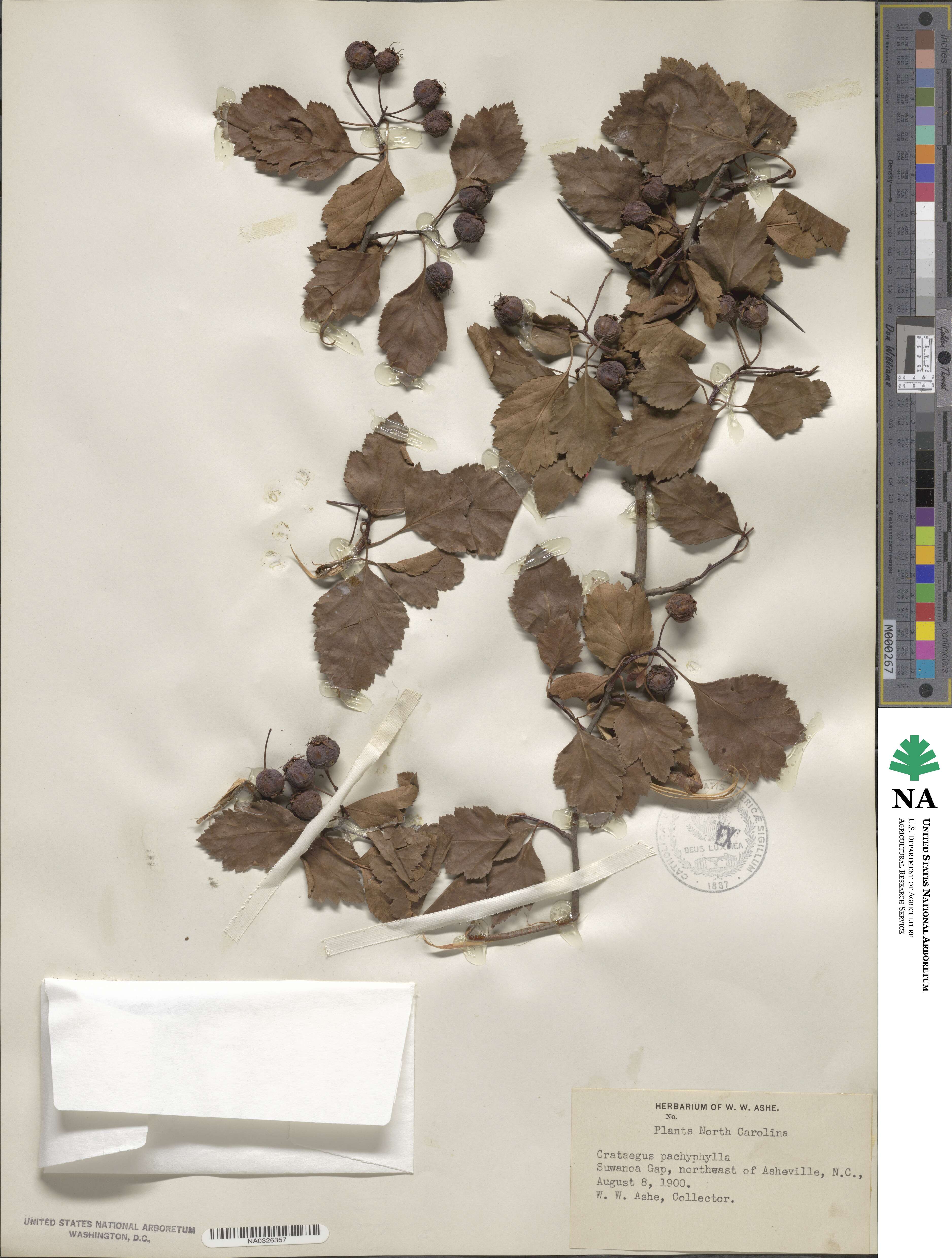 Crataegus crus-galli image