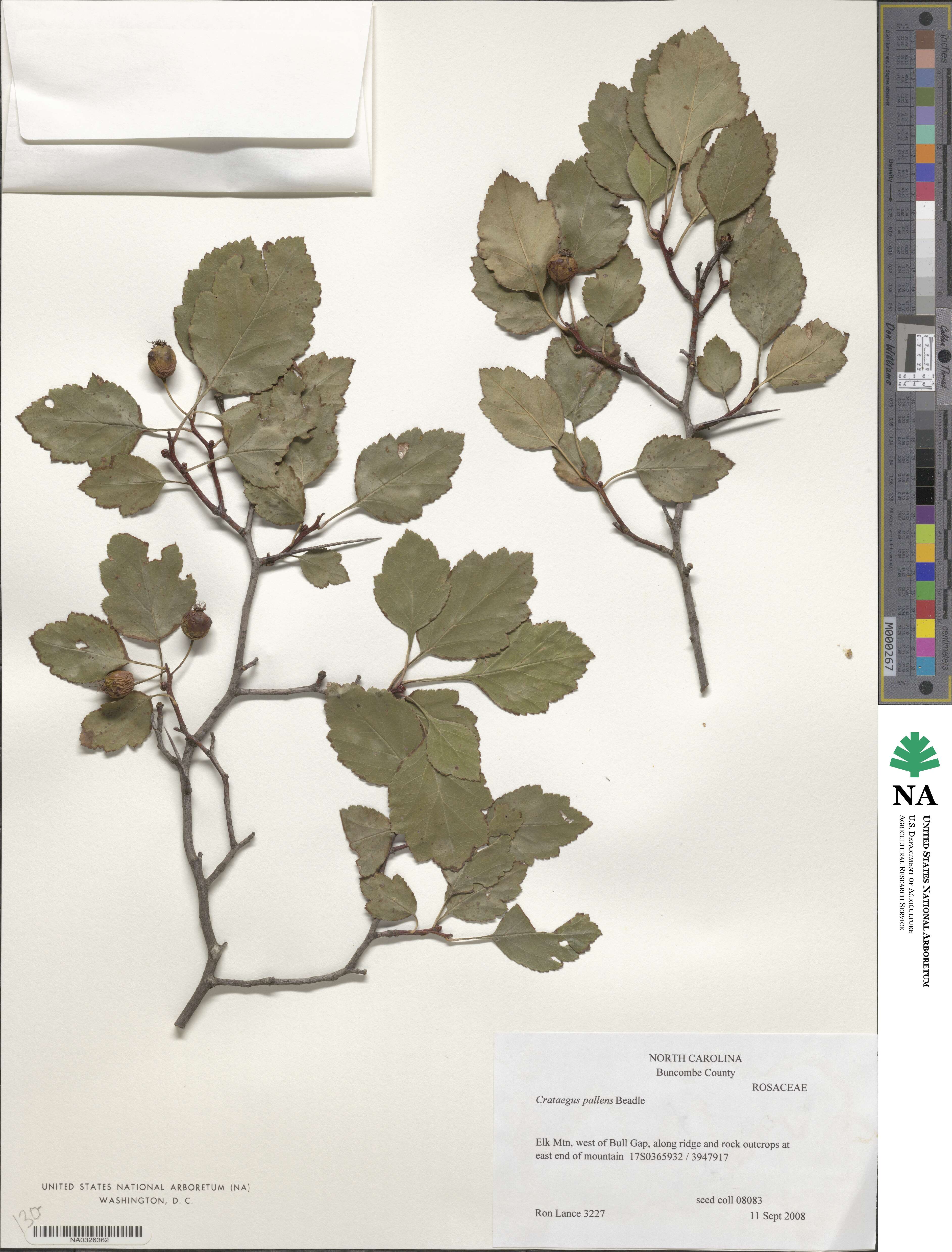 Crataegus venusta var. pallens image