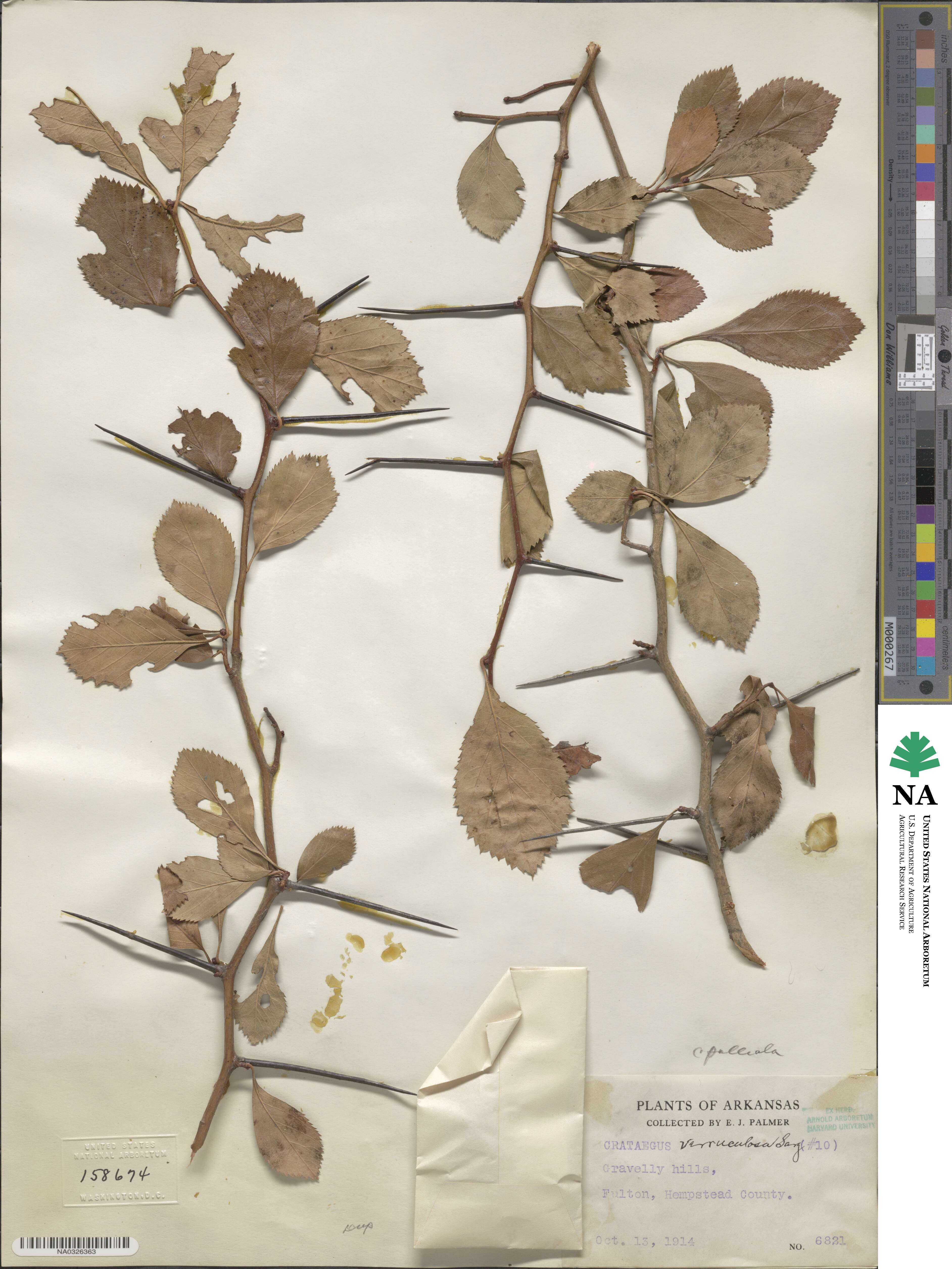 Crataegus crus-galli image