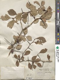 Crataegus crus-galli image