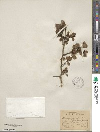 Crataegus parvifolia image