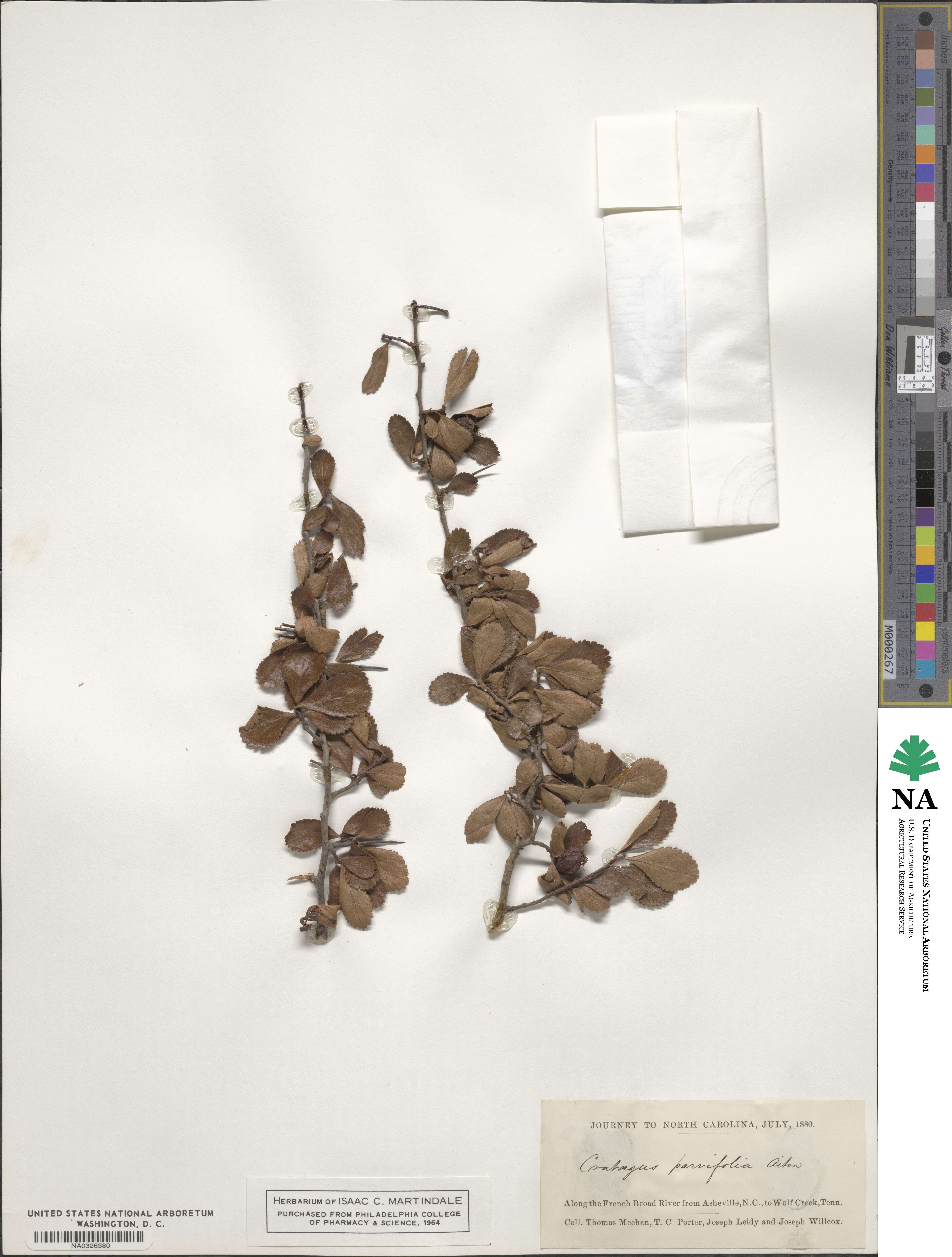 Crataegus parvifolia image