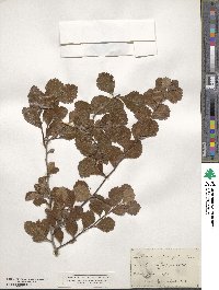 Crataegus parvifolia image